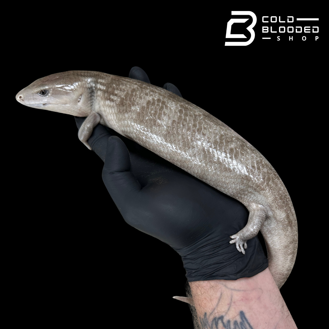 Tanimbar Blue Tongue Skink "Silver" - Tiliqua scincoides chimaera