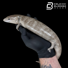 Tanimbar Blue Tongue Skink "Silver" - Tiliqua scincoides chimaera
