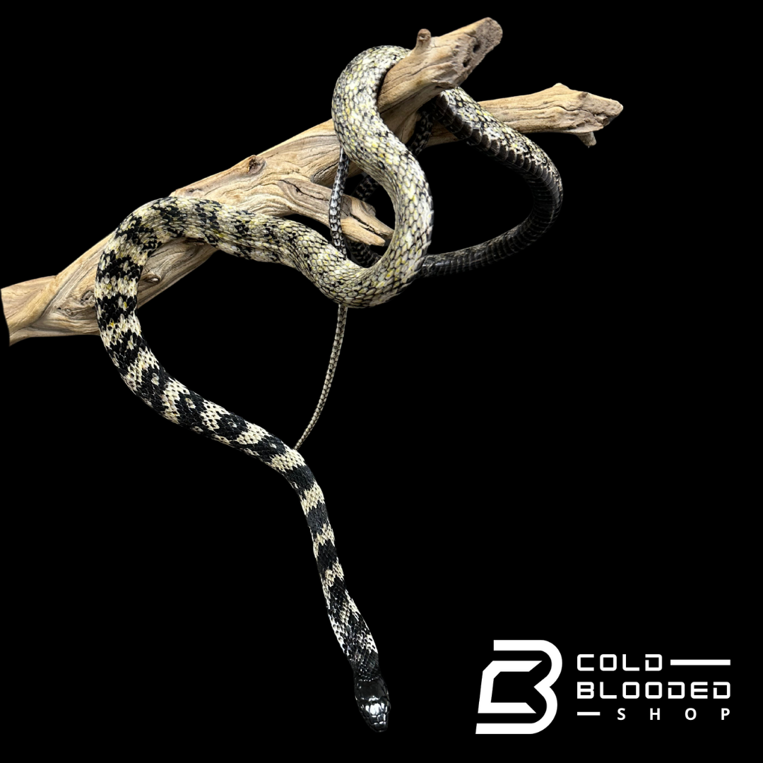 VERY RARE Keelback snake #3 - Tropidonophis halmahericus