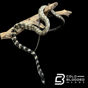 VERY RARE Keelback snake #3 - Tropidonophis halmahericus