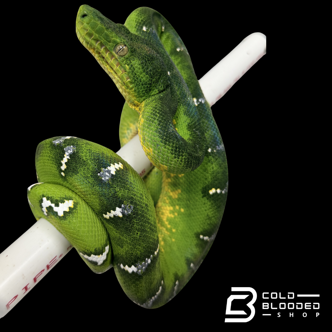 Emerald Tree Boa - Corallus caninus #E13
