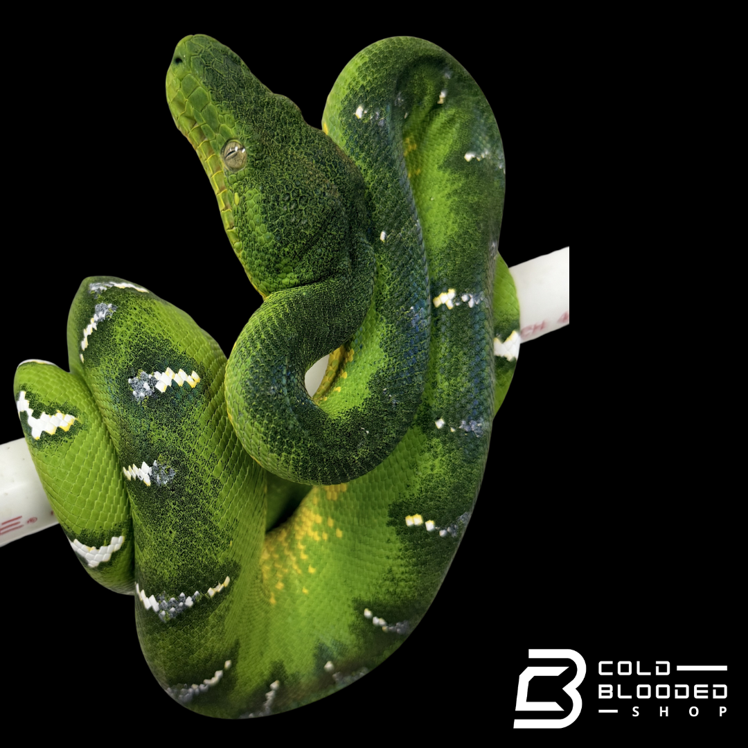 Emerald Tree Boa - Corallus caninus #E13