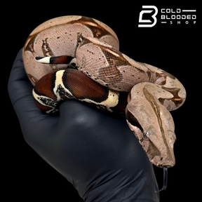 Stunner Female Suriname Boa Constrictor - Boa constrictor constrictor