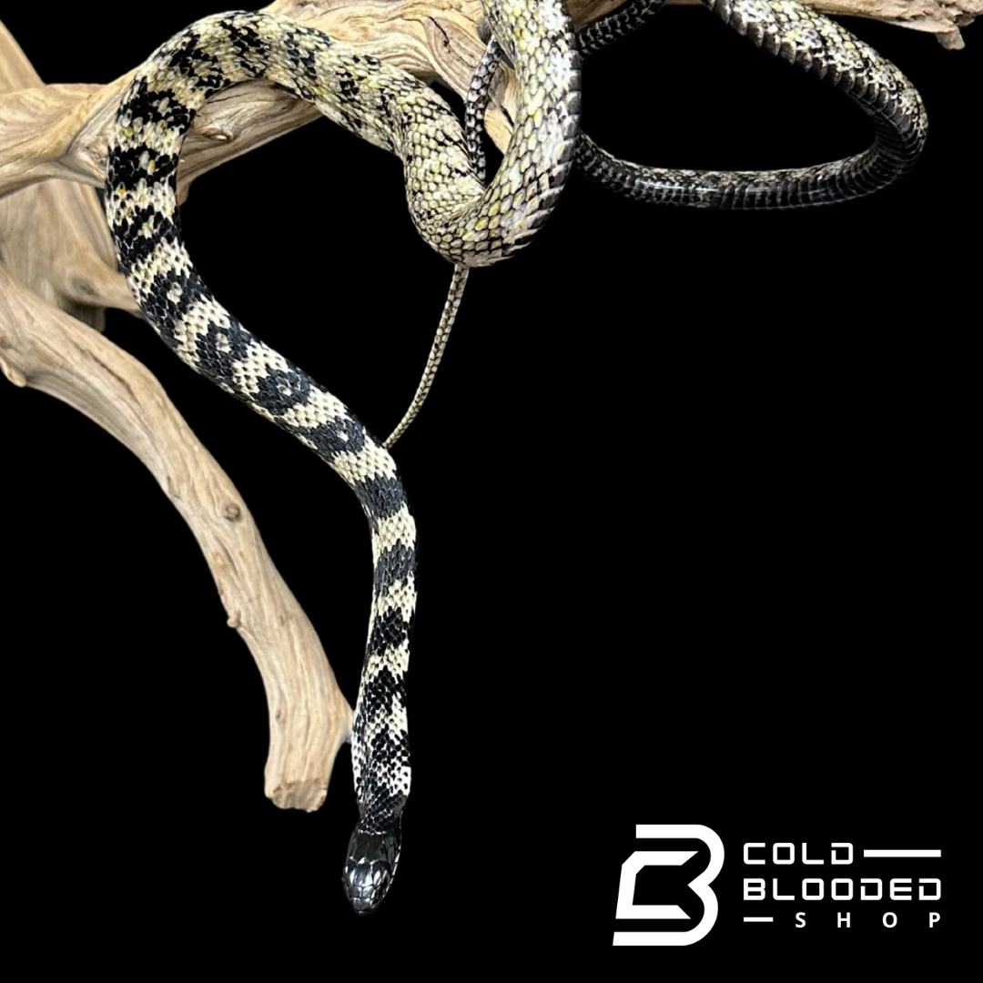 VERY RARE Keelback snake #3 - Tropidonophis halmahericus