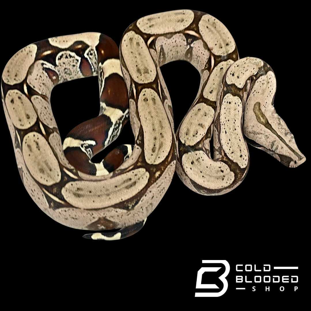 Juvenile female Suriname Boa Constrictor - Boa constrictor constrictor