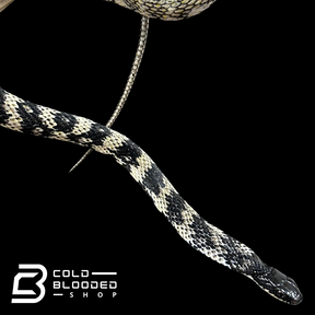 VERY RARE Keelback snake #3 - Tropidonophis halmahericus