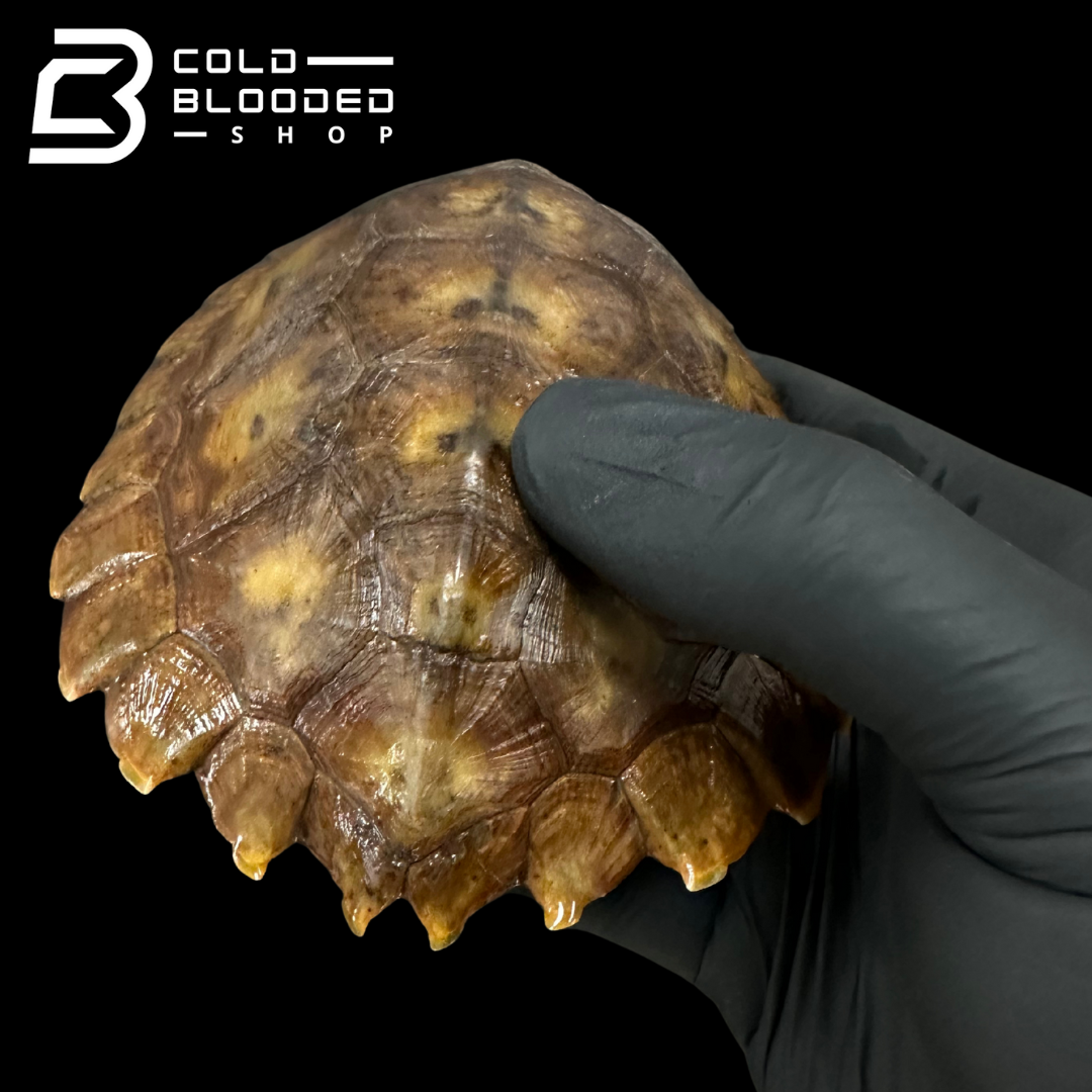 Tortuga Bebé Sulcata
