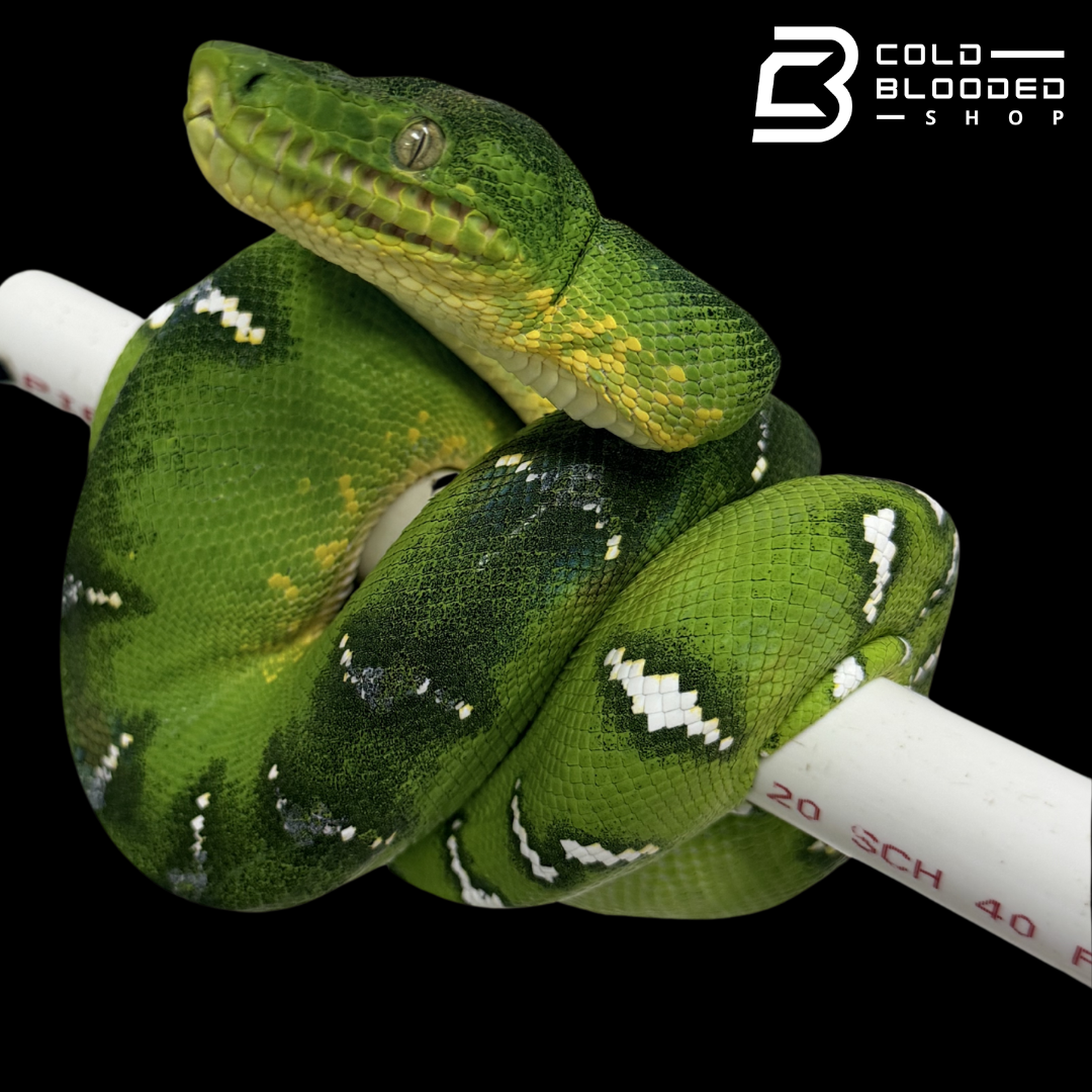 Emerald Tree Boa - Corallus caninus #E13
