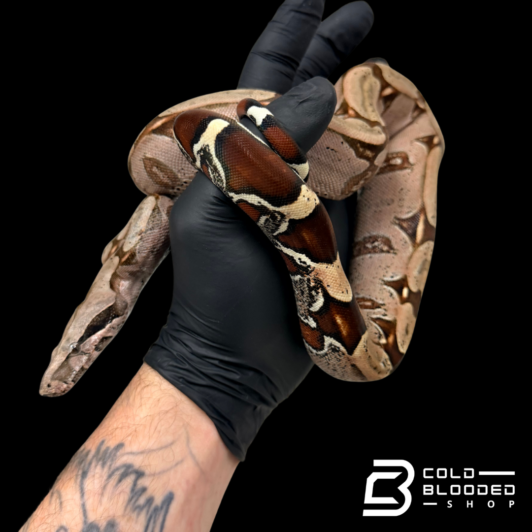 Stunner Female Suriname Boa Constrictor - Boa constrictor constrictor