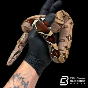 Stunner Female Suriname Boa Constrictor - Boa constrictor constrictor