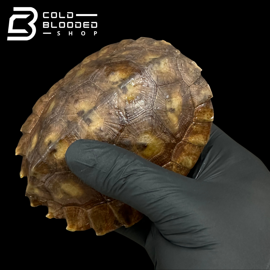 Tortuga Bebé Sulcata