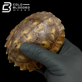Tortuga Bebé Sulcata