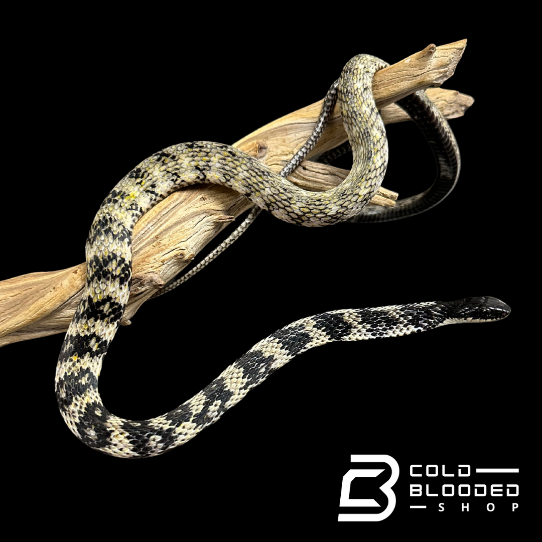 VERY RARE Keelback snake #3 - Tropidonophis halmahericus