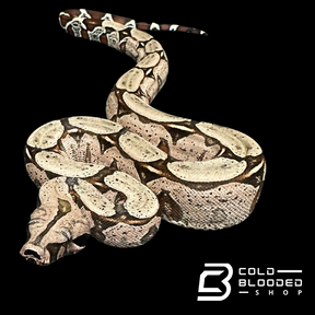 Juvenile female Suriname Boa Constrictor - Boa constrictor constrictor