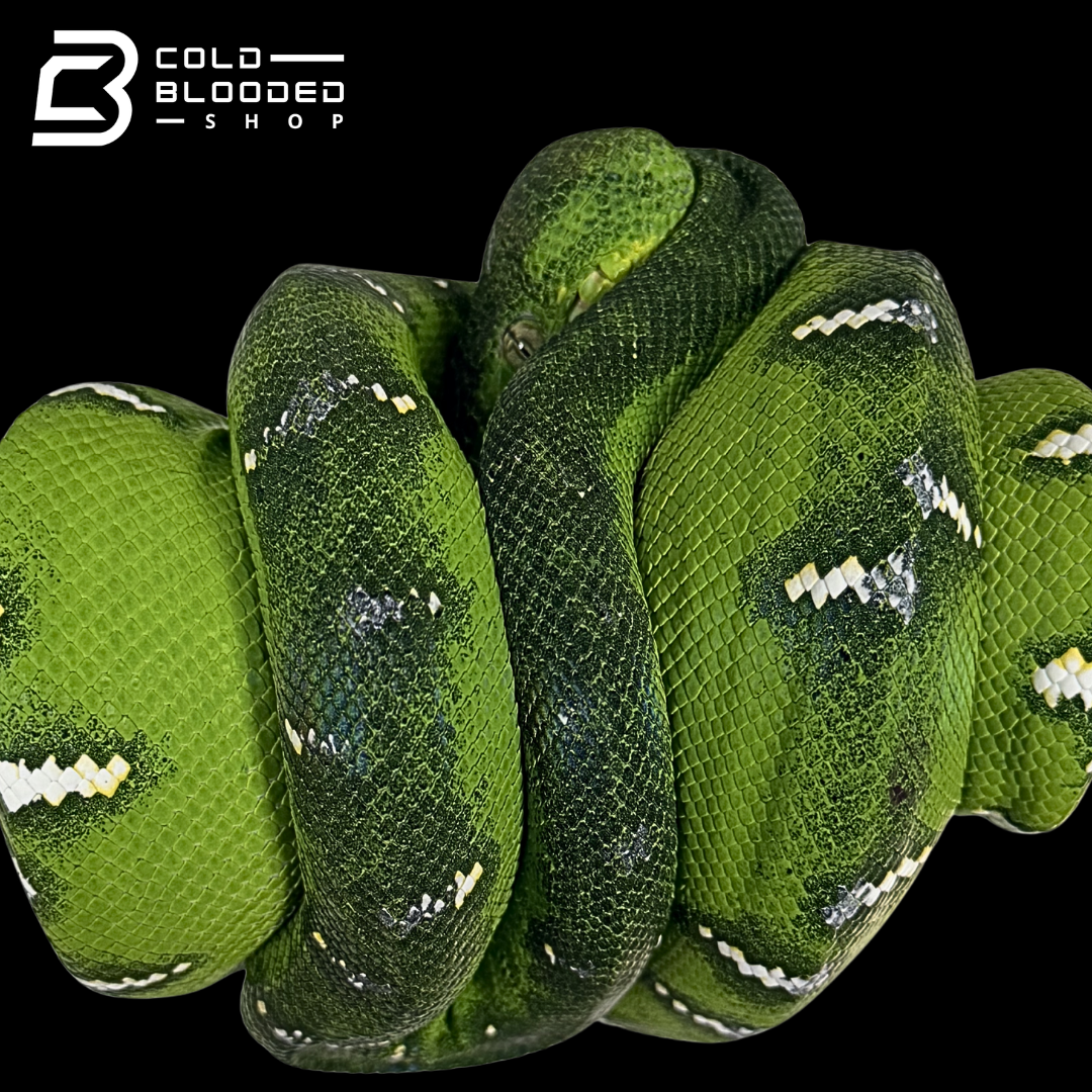 Emerald Tree Boa - Corallus caninus #E13
