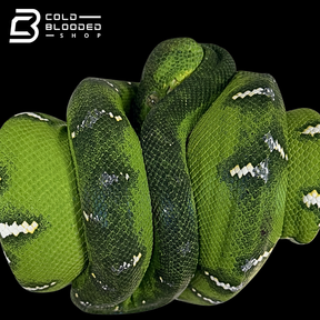 Emerald Tree Boa - Corallus caninus #E13