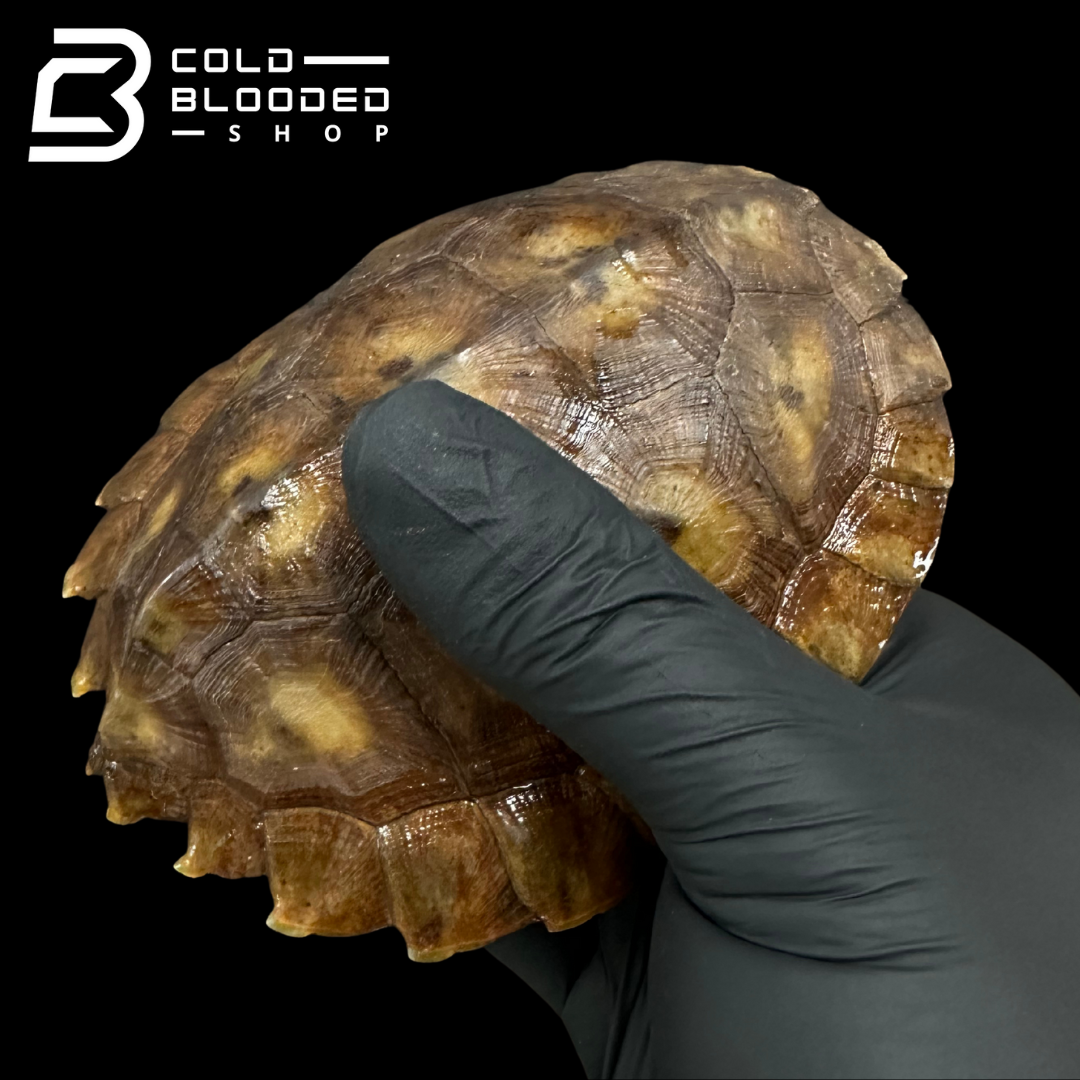 Tortuga Bebé Sulcata
