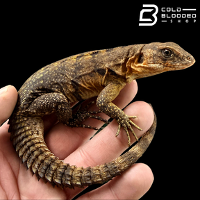 Yellow-Backed Spiny-Tailed Iguana - Ctenosaura flavidorsalis