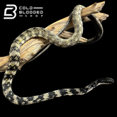 VERY RARE Keelback snake #3 - Tropidonophis halmahericus