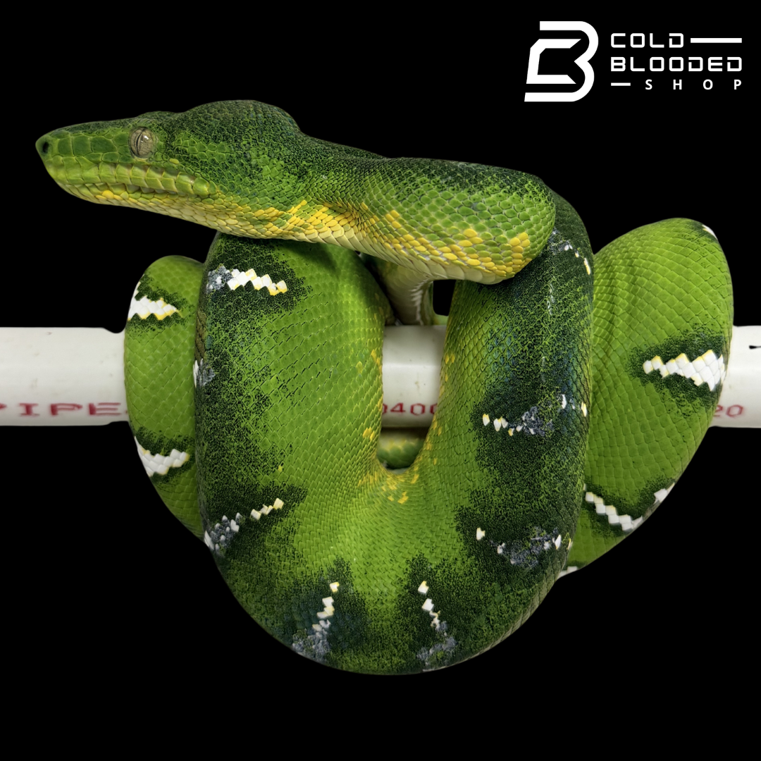 Emerald Tree Boa - Corallus caninus #E13
