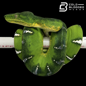 Emerald Tree Boa - Corallus caninus #E13