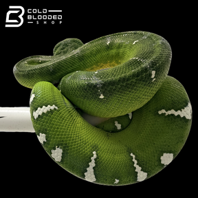 Emerald Tree Boa - Corallus caninus #E4
