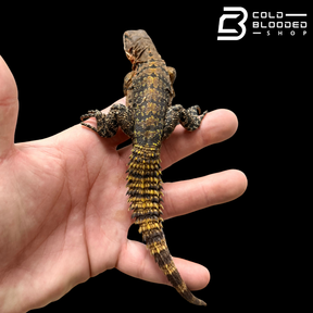 Yellow-Backed Spiny-Tailed Iguana - Ctenosaura flavidorsalis