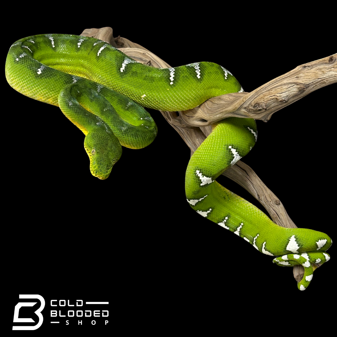 Adult female Emerald Tree Boa - Corallus caninus