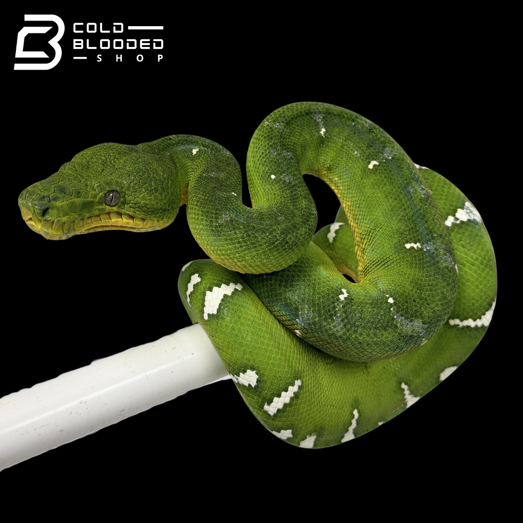 Emerald Tree Boa - Corallus caninus #E4