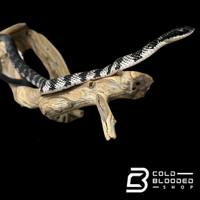 VERY RARE Keelback snake #4 - Tropidonophis halmahericus
