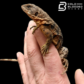 Yellow-Backed Spiny-Tailed Iguana - Ctenosaura flavidorsalis