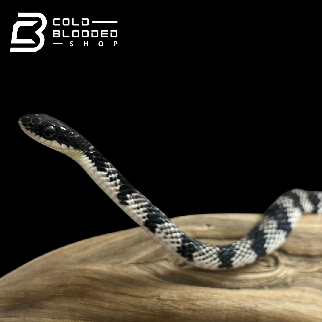 VERY RARE Keelback snake #4 - Tropidonophis halmahericus