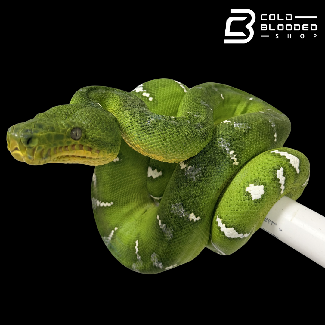 Emerald Tree Boa - Corallus caninus #E4