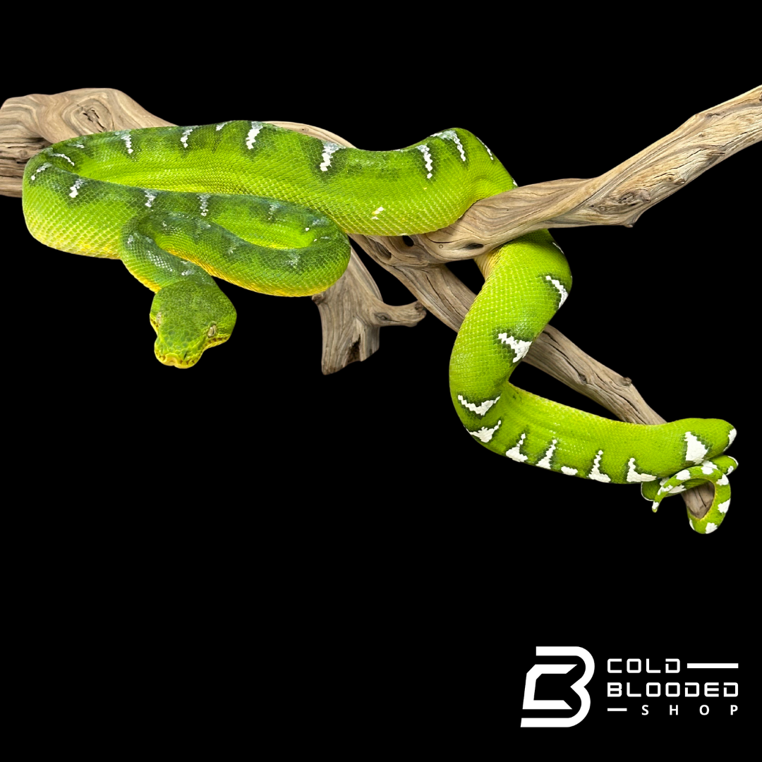 Adult female Emerald Tree Boa - Corallus caninus