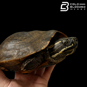 Tortuga Bebé Sulcata