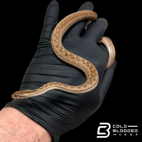 Suriname Mock Viper - Thamnodynastes pallidus