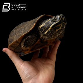 Tortuga Bebé Sulcata