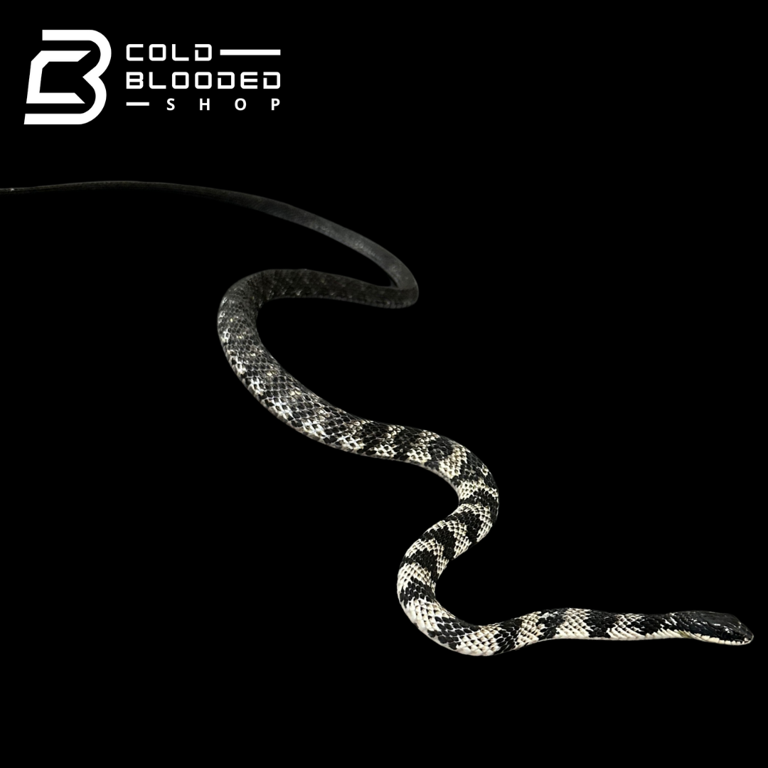VERY RARE Keelback snake #4 - Tropidonophis halmahericus