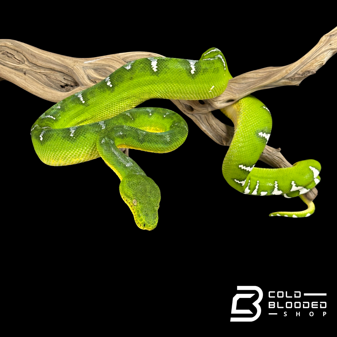 Adult female Emerald Tree Boa - Corallus caninus