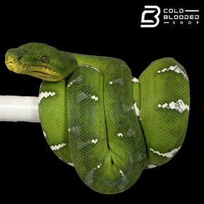 Emerald Tree Boa - Corallus caninus #E4