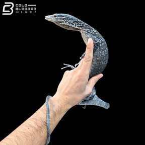 Proven Breeder Blue Tree Monitor Female - Varanus Macraei
