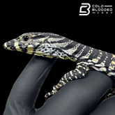 Baby Lace Monitor - Varanus varius