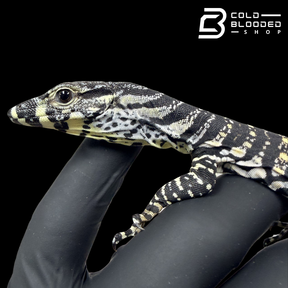 Baby Lace Monitor - Varanus varius