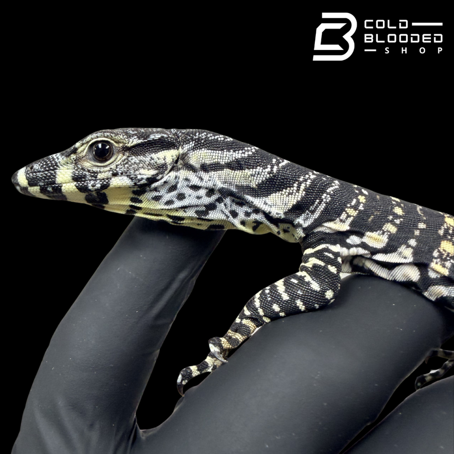 Monitor Lizard Computer Shop Monitor Lizards Online – Tree Monitors, Water Monitors, & More