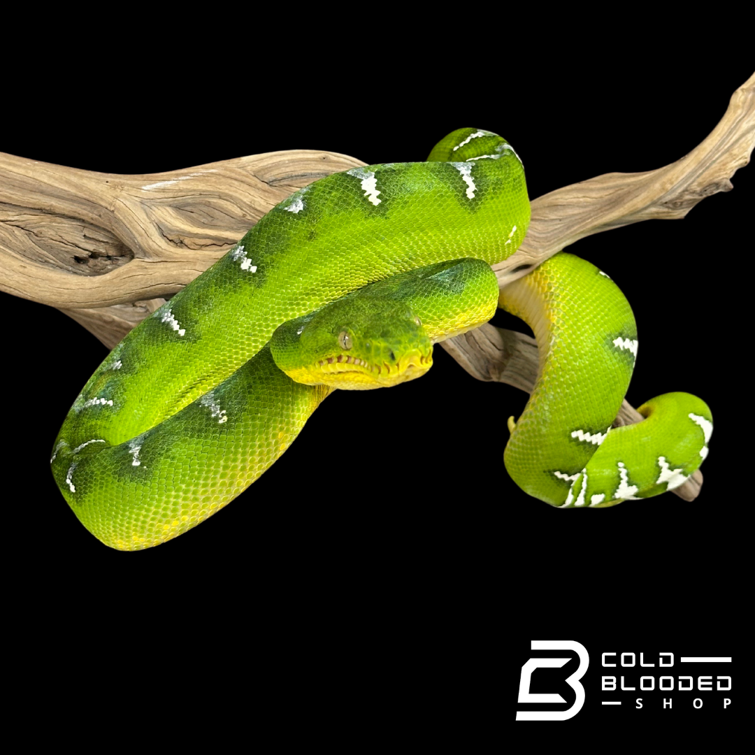 Adult female Emerald Tree Boa - Corallus caninus