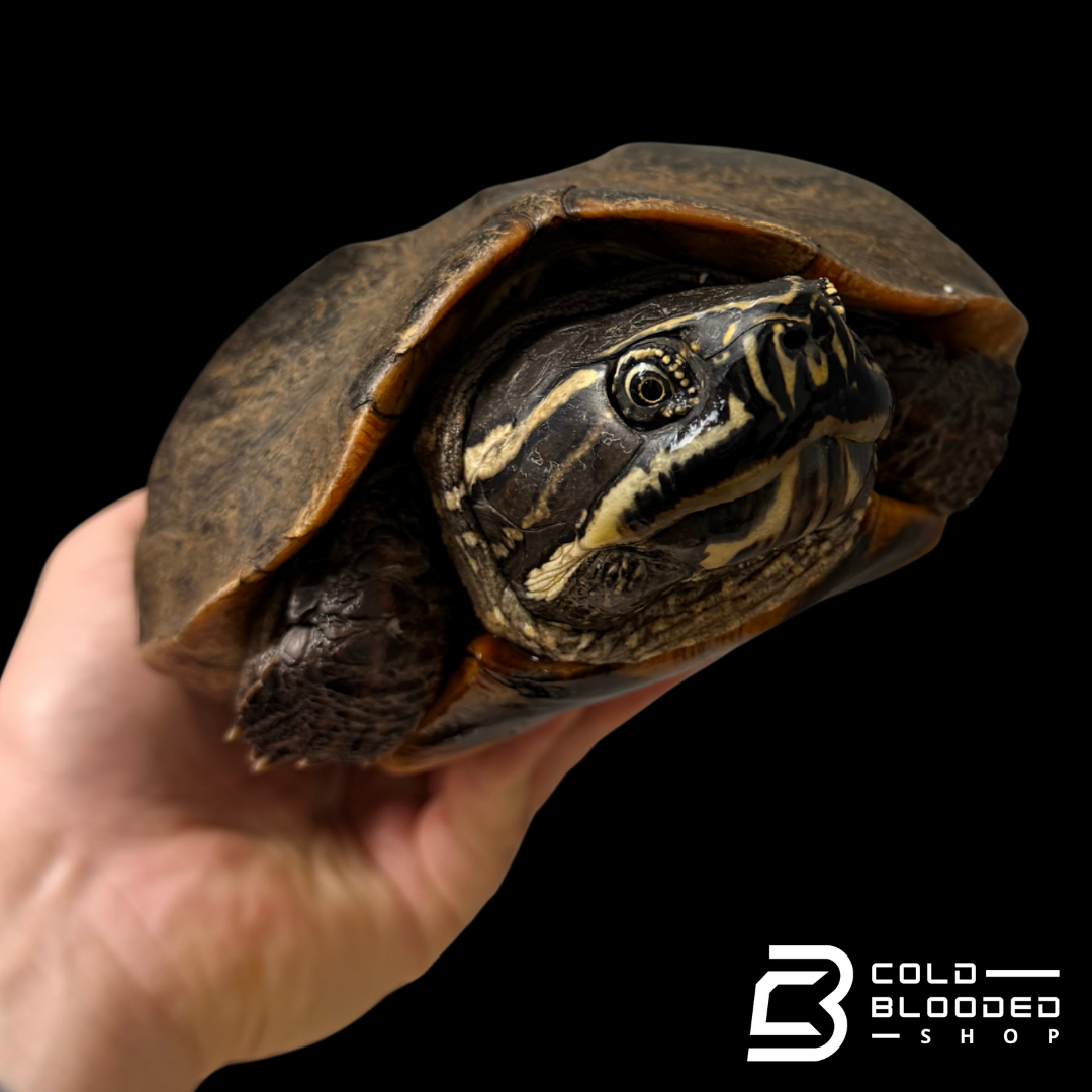 Tortuga Bebé Sulcata