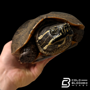 Tortuga Bebé Sulcata