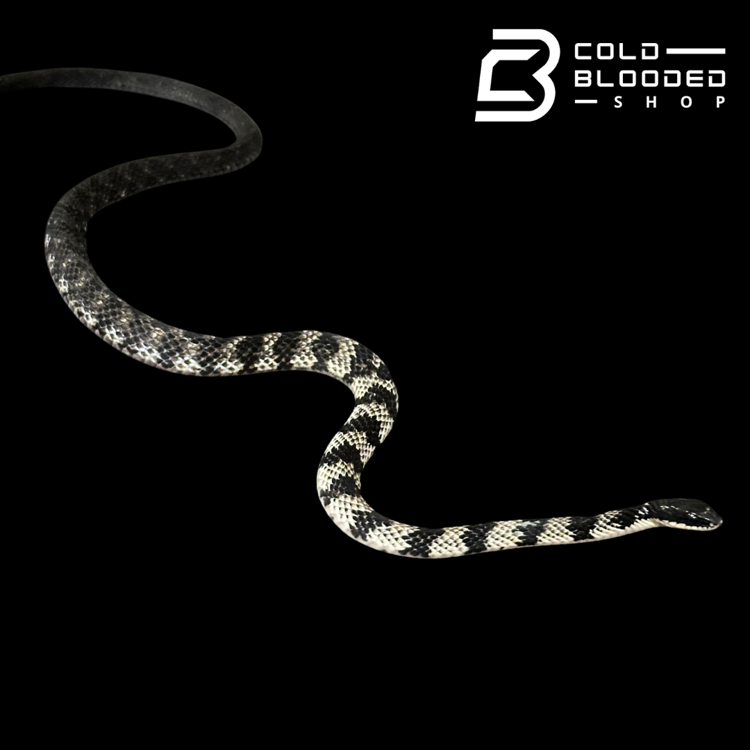 VERY RARE Keelback snake #4 - Tropidonophis halmahericus