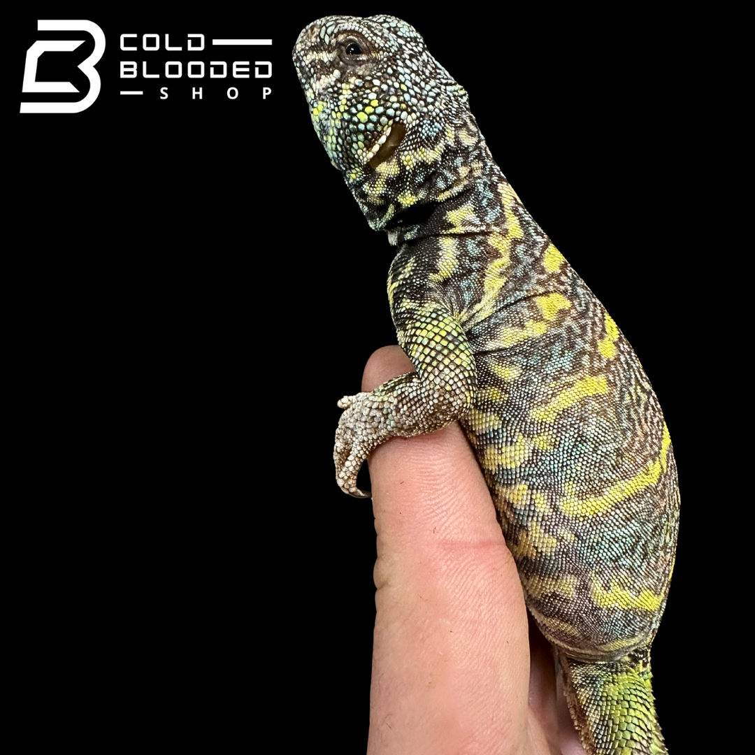 Juvenile Ornate Uromastyx #1 - Uromastyx ornata (Copy)