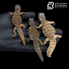 Baby Egyptian Uromastyx - Uromastyx aegyptia